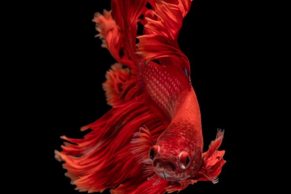 Premium Fish Delights